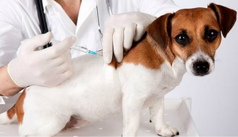 vaccini-cani-gatti-780x450